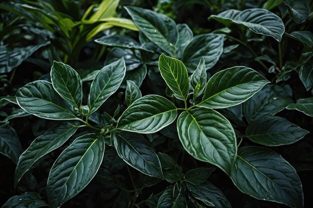 Le foglie verde scuro in un giardino rappresentano l'ambiente naturale