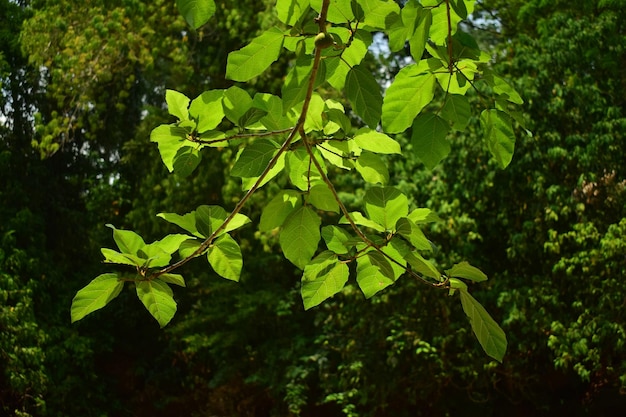 Le foglie verdi colpite dalla luce sono diventate verdi nella foresta.