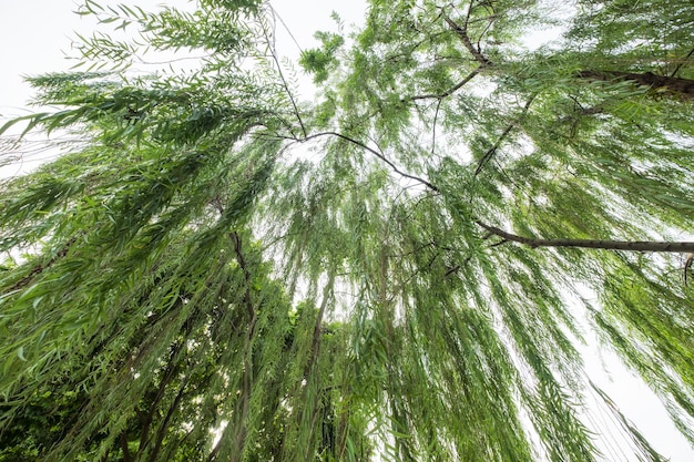 Le foglie verdi dei salici cadono