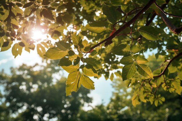 Le foglie verdi dell'albero con il sole che splende attraverso le corone degli alberi nell'ambiente forestale in una giornata luminosa