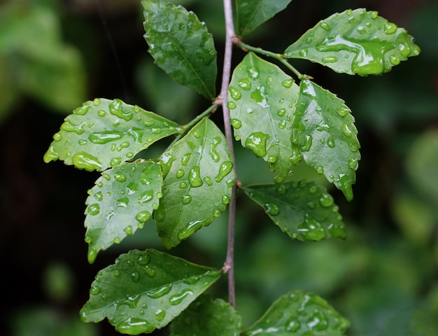 Le foglie verdi dopo pioggia fresca e si rilassano il fondo della natura della molla