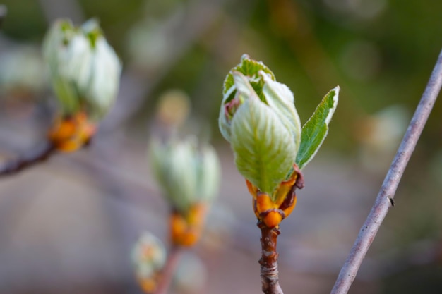 Le foglie verdi fioriscono sul ramo in primavera