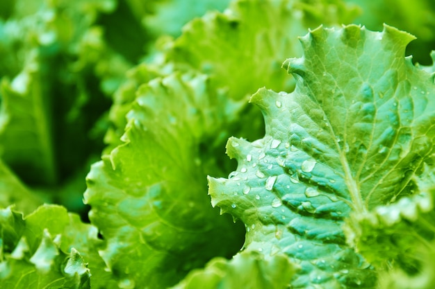 Le foglie verdi fresche della lattuga stanno crescendo nel giardino