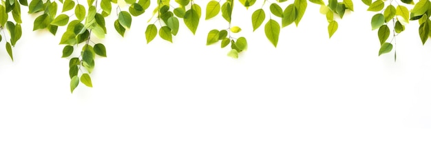 Le foglie verdi pendono su uno striscione bianco sullo sfondo
