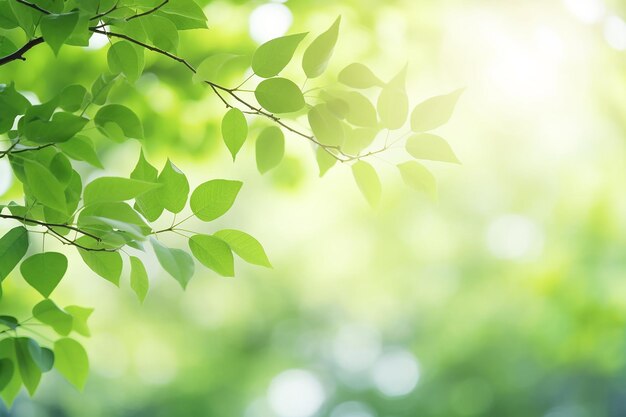 Le foglie verdi sfocate della primavera naturale