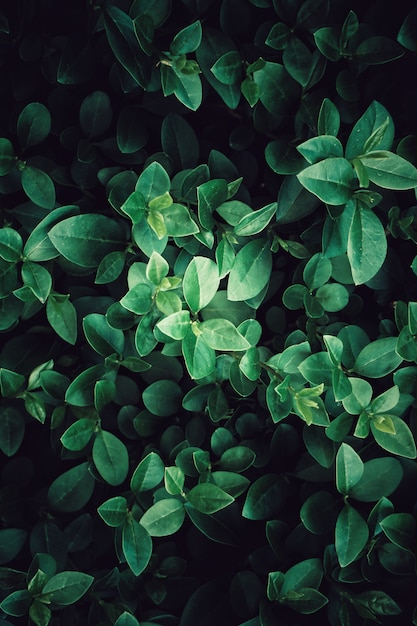 Le foglie verdi