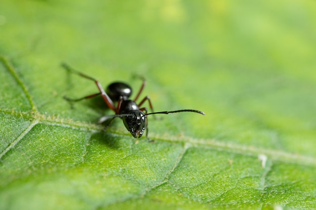 Le formiche a macroistruzione sono sulla foglia