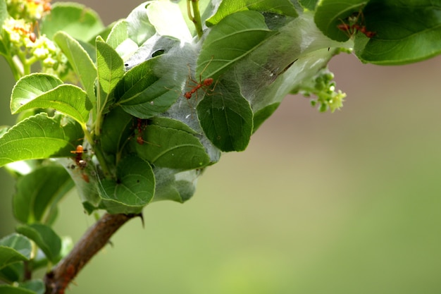 Le formiche rosse nidificano nelle foglie