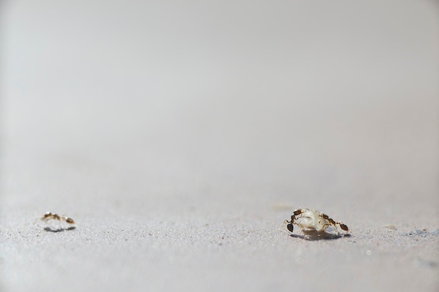 Le formiche stanno dividendo il loro cibo con uno sfondo bianco