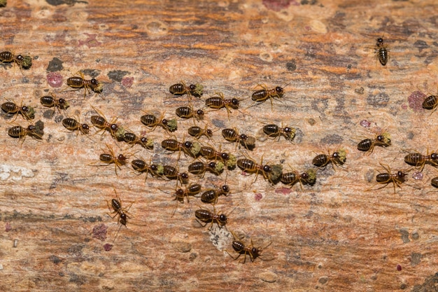 Le formiche stanno viaggiando per trasportare il cibo nel nido.