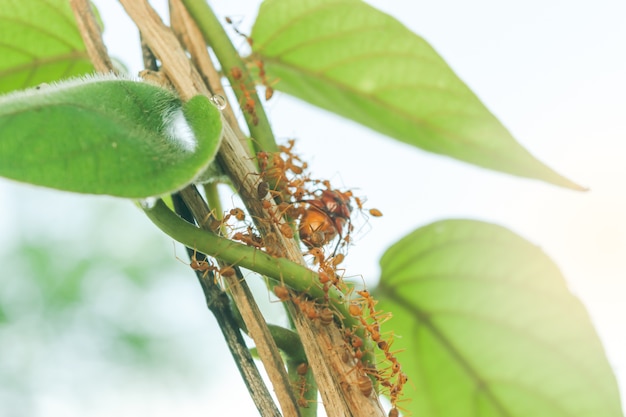 Le formiche trasportano cibo nel nido.