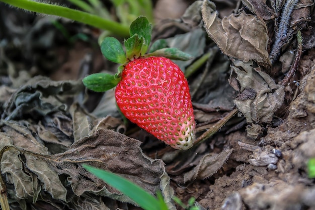 Le fragole fresche iniziano a maturare nel giardino del giardino