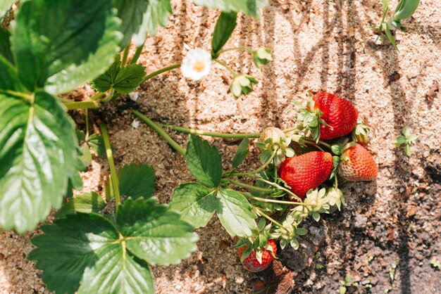 Le fragole rosse mature organiche fresche crescono su un cespuglio nel giardino Senza prodotti chimici e nitrati