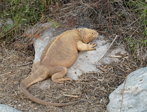 Le Galapagos sbarcano l'iguana nella parte arida delle isole