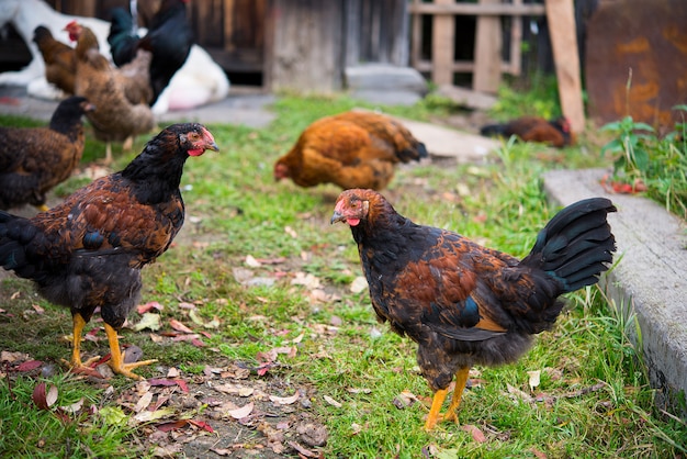 Le galline del villaggio domestico camminano in una radura, ruspante