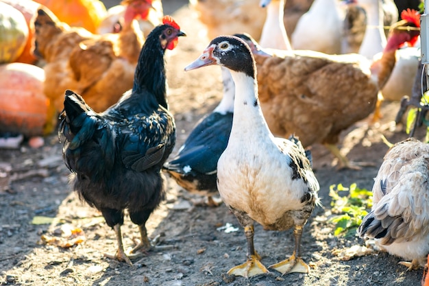 Le galline si nutrono di aia rurale tradizionale. Particolare di una testa di gallina. Primo piano di pollo in piedi sul cortile del fienile con pollaio. Polli seduti nel pollaio all'aperto. Concetto di allevamento di pollame ruspante.