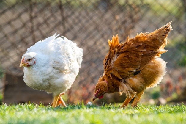 Le galline si nutrono di un cortile rurale tradizionale