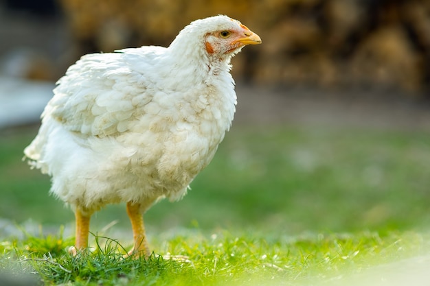 Le galline si nutrono di un cortile rurale tradizionale