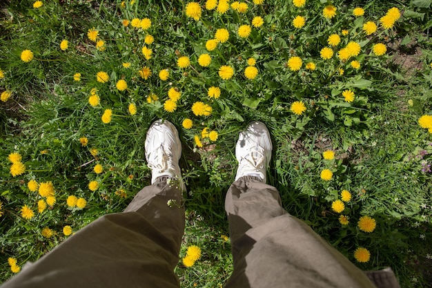 Le gambe degli uomini in piedi sull'erba verde hanno archiviato i fiori di tarassaco la primavera sta arrivando
