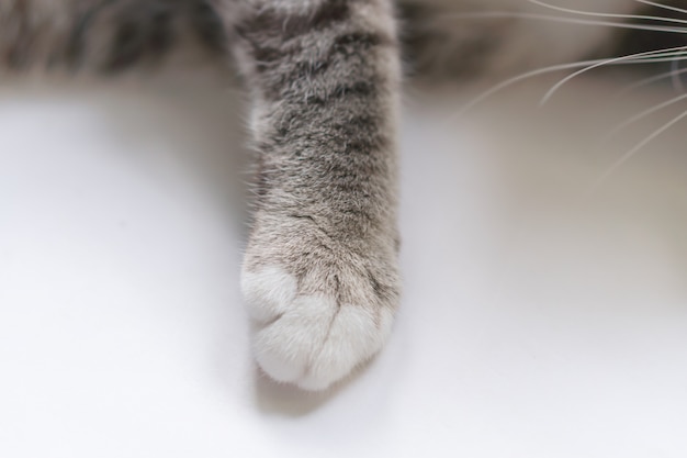 Le gambe del gatto sembrano carine.