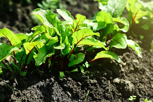 Le giovani barbabietole crescono in un letto da giardino alla luce del sole in un orto