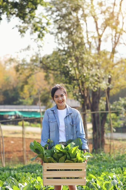 Le giovani donne dei giardinieri organici raccolgono le verdure in cassette di legno da consegnare ai clienti al mattino.