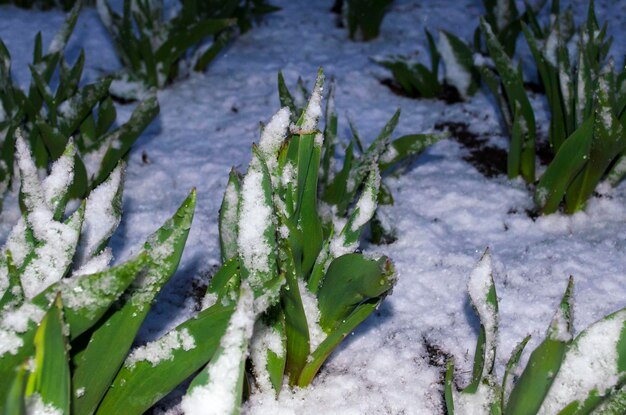 Le giovani foglie dei primi tulipani fioriscono sotto la neve di notte