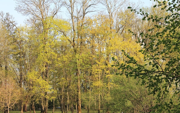 Le giovani foglie fresche di primavera nel parco cittadino si sono svegliate dal letargo invernale