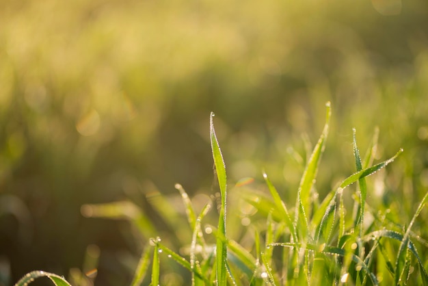 Le giovani piante di grano crescono sul terreno. Campi infiniti incredibilmente belli della pianta di grano verde.