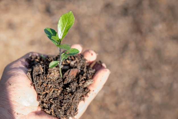 Le giovani piante e il terreno nelle mani dell'agricoltore che tengono è pronto per piantare il concetto di eco giornata della terra