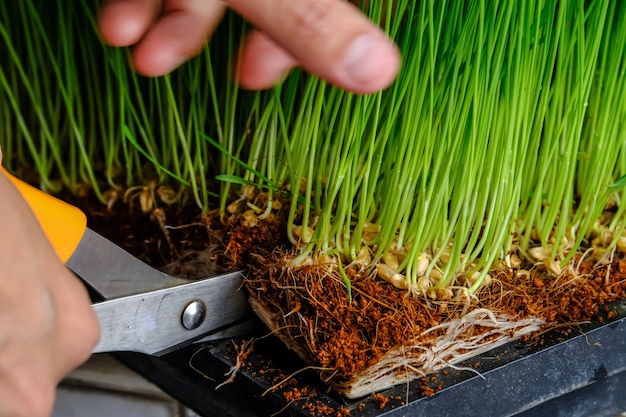 Le giovani piantine dei germogli del grano verde si chiudono su