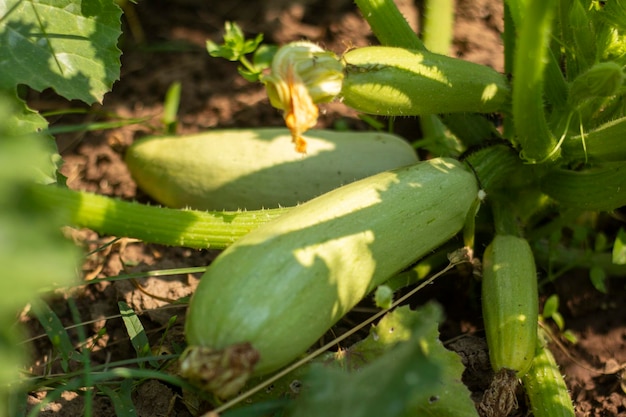 Le giovani zucchine crescono in giardino