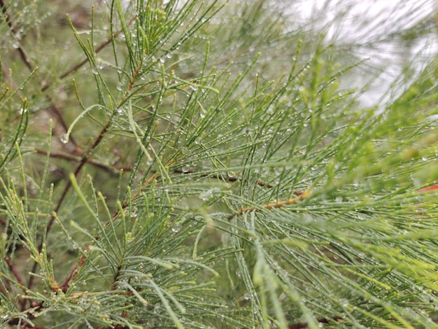 Le gocce d'acqua sulle foglie al mattino