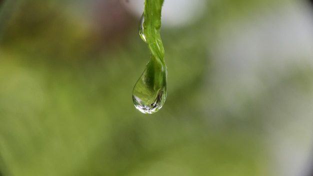 Le gocce d'acqua sulle foglie al mattino