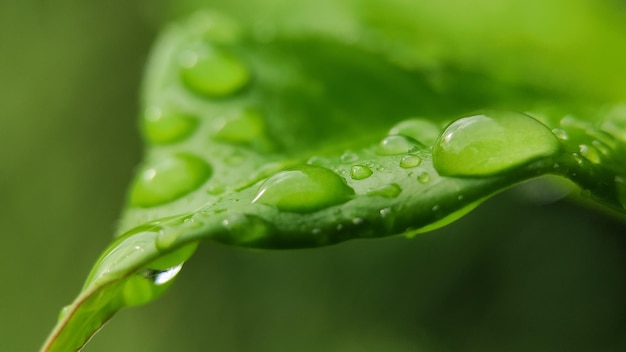 Le gocce d'acqua sulle foglie al mattino