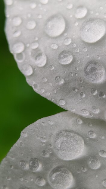 Le gocce d'acqua sulle foglie al mattino