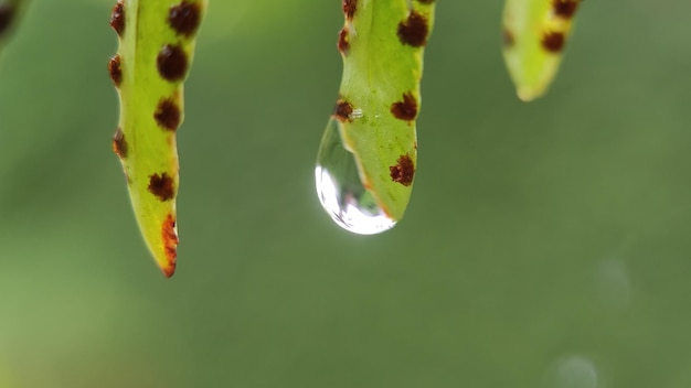 Le gocce d'acqua sulle foglie al mattino