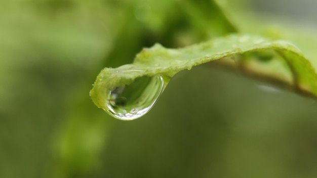 Le gocce d'acqua sulle foglie al mattino