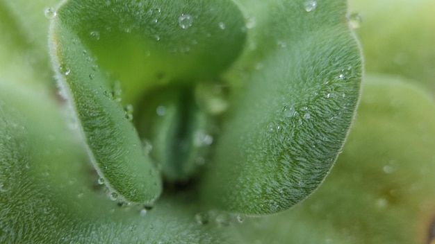 Le gocce d'acqua sulle foglie al mattino