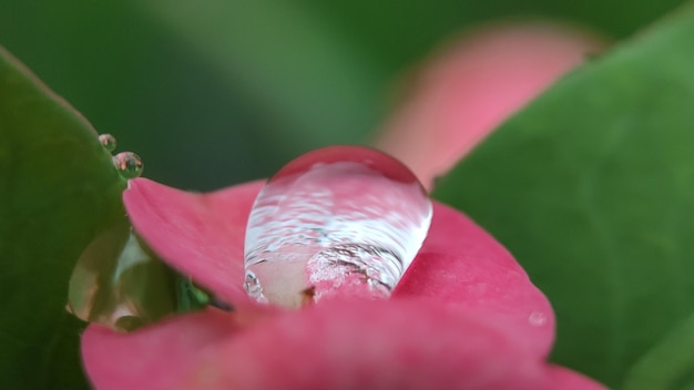 Le gocce d'acqua sulle foglie al mattino