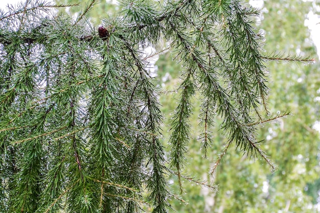 Le gocce di pioggia pendono dagli aghi di un larice Sfondo naturale