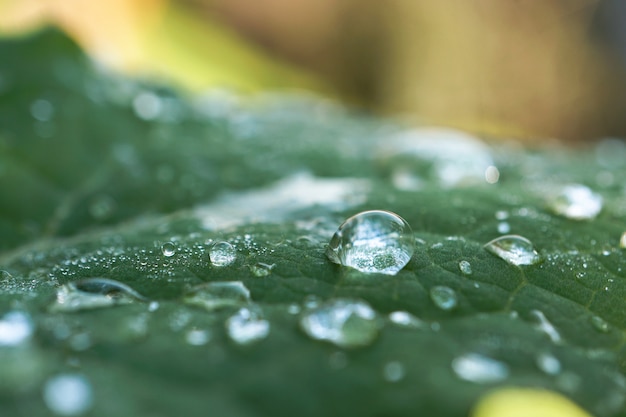 le gocce di pioggia sulla pianta verde nel giardino nella natura