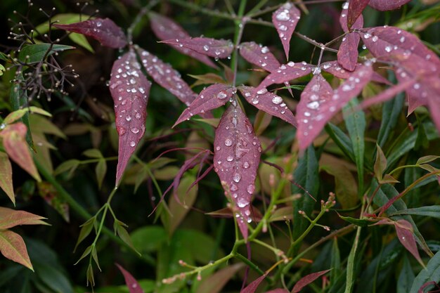 Le gocce di pioggia sulle foglie cremisi lasciano la natura dopo la pioggia