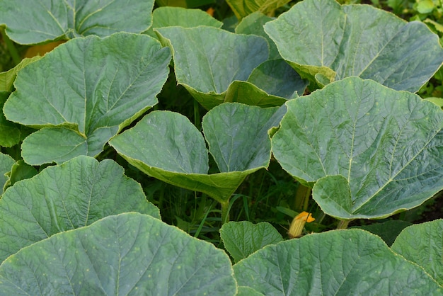 Le grandi foglie di zucca crescono nel giardino con un giovane fiore giallo zucca