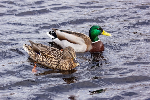 Le graziose anatre domestiche nuotano nell'acqua con increspature.