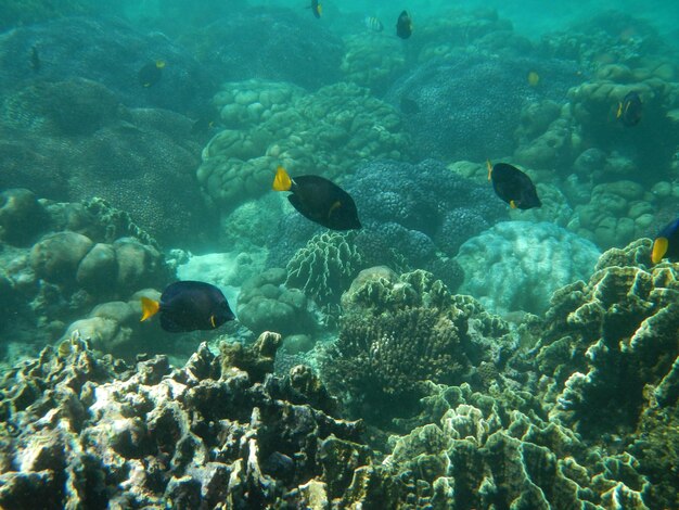 Le immersioni sull'isola di Socotra Oceano Indiano Yemen