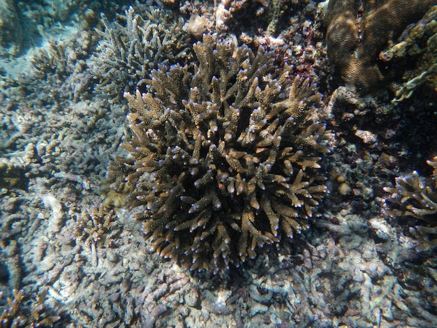 Le immersioni sull'isola di Socotra Oceano Indiano Yemen