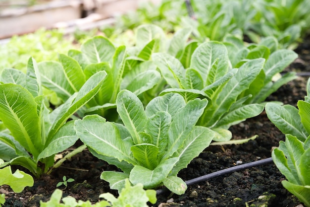 Le insalate biologiche non sono tossiche in una fattoria all'aperto. Idee per mangiare sano