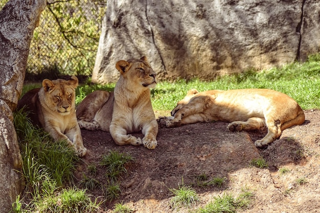 Le leonesse con il cucciolo sdraiato sul campo