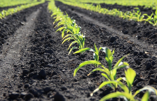 Le linee di germogli di mais sul campo agricolo si chiudono